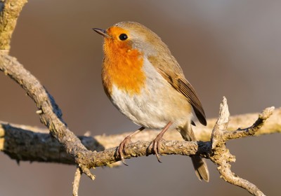 Feeding habits of robins 