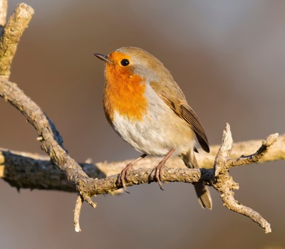 Feeding habits of robins 