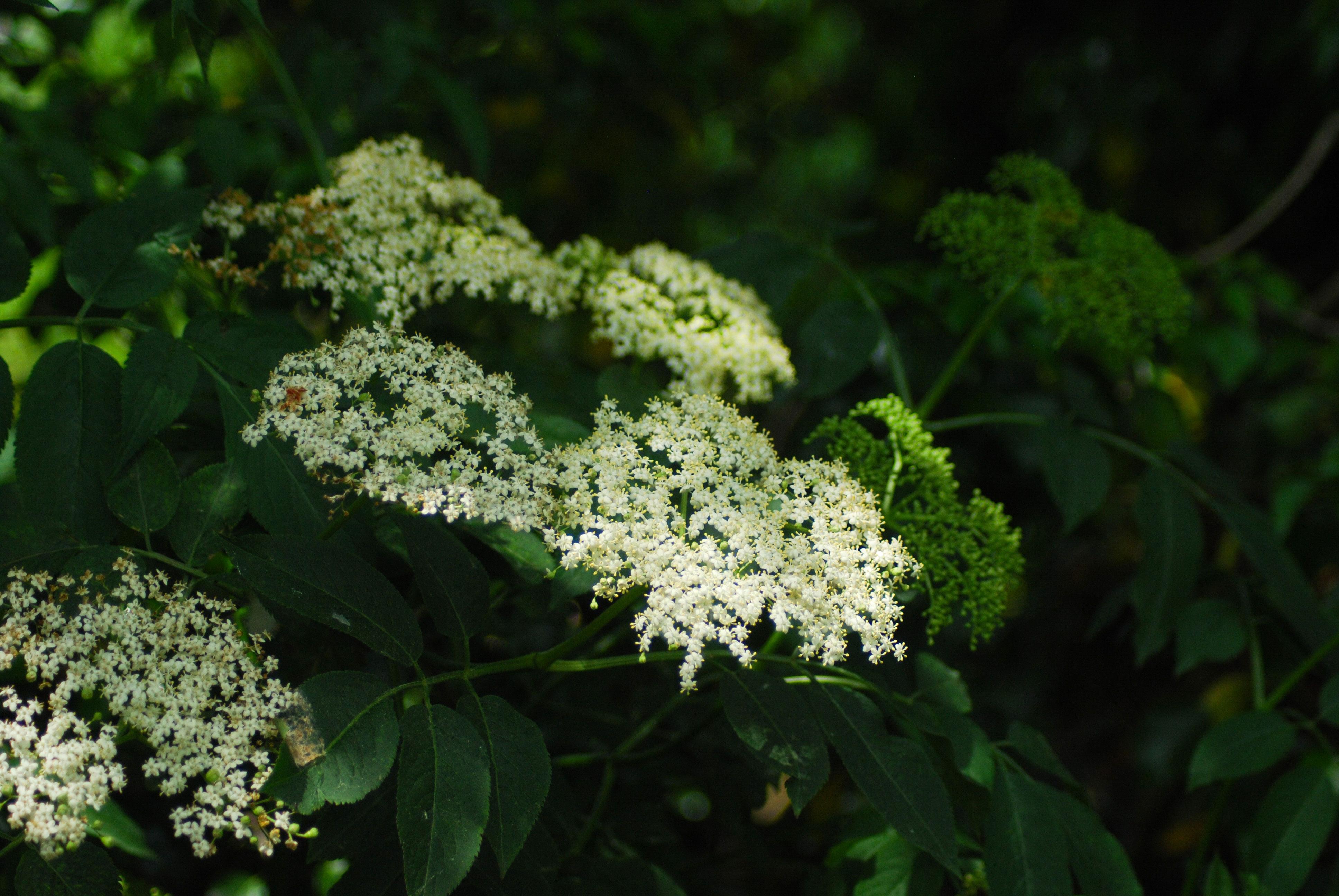 Elderflowerweb