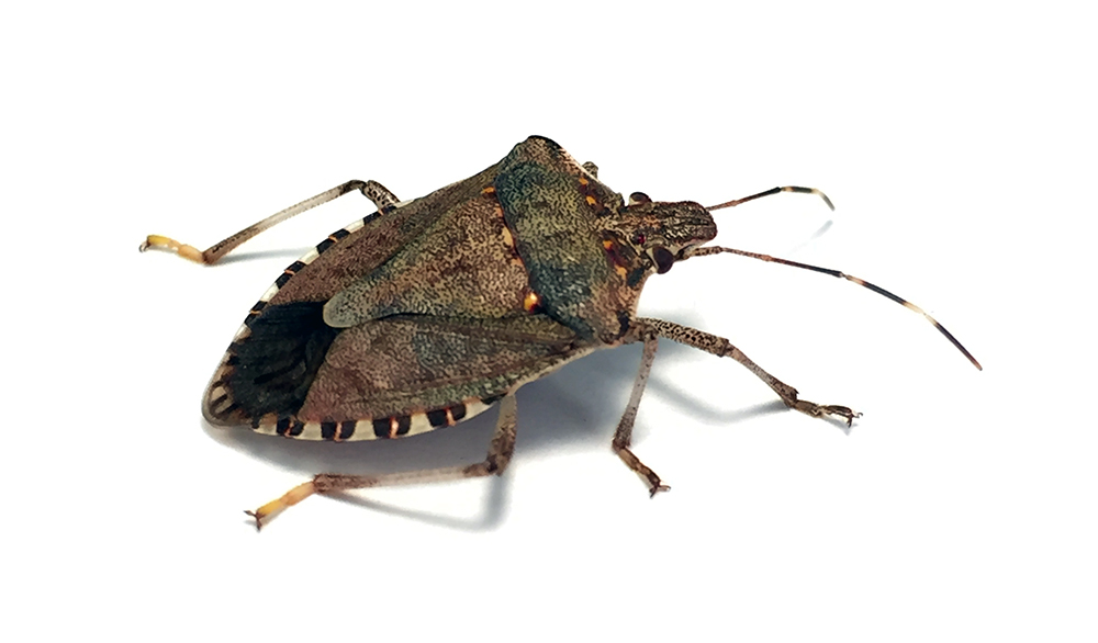 Brown Marmorated Stink Bug