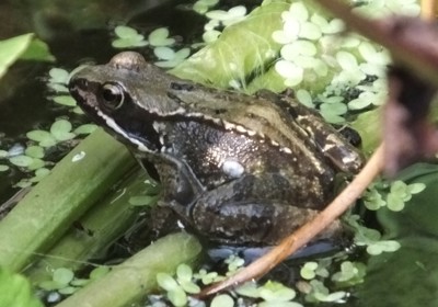 When frogs spawn