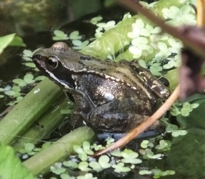 When frogs spawn