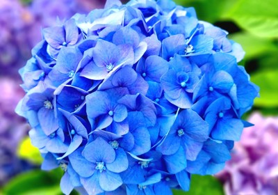 The secret to healthy hydrangeas 