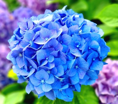 The secret to healthy hydrangeas 