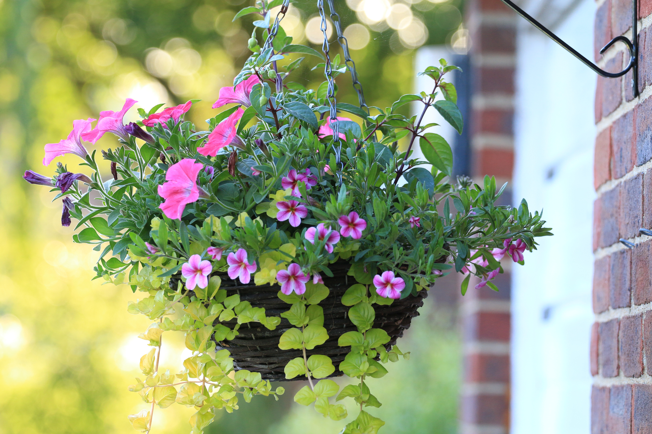 Hanging Basket Summer