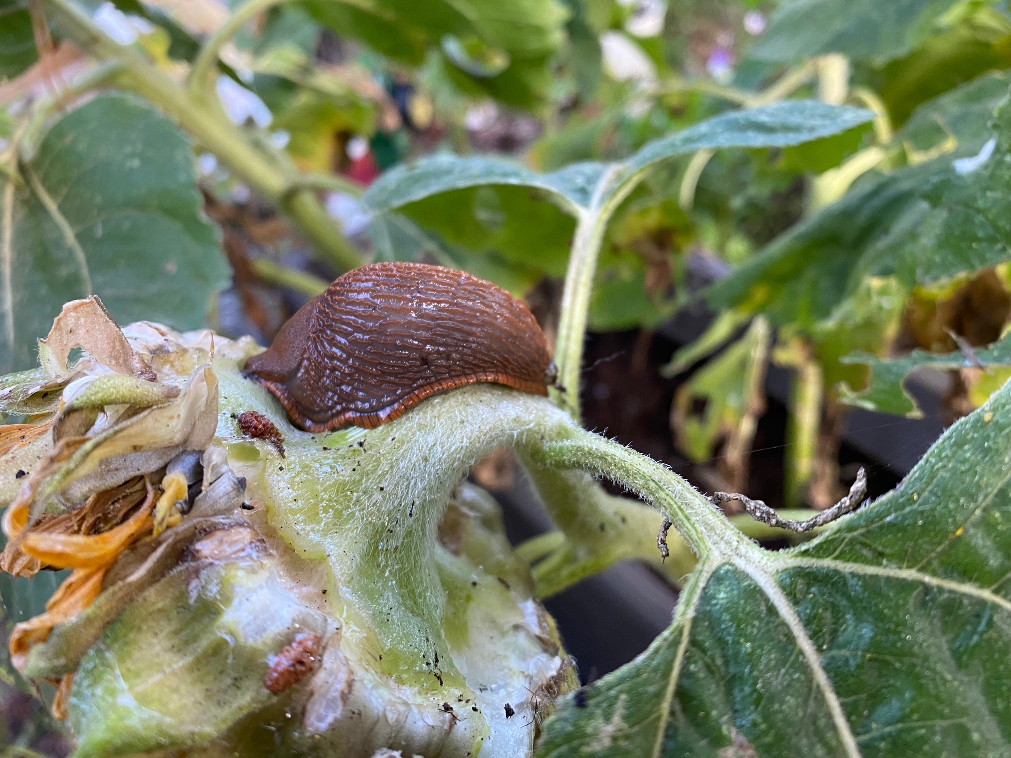 Slug On A Sunflower