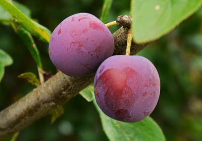 Pruning plum trees