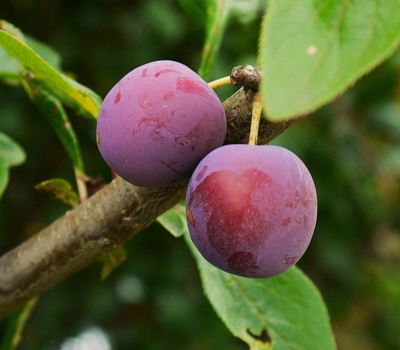 Pruning plum trees