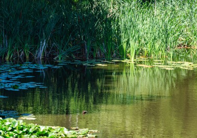 Pond care 