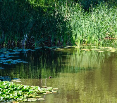 Pond care 