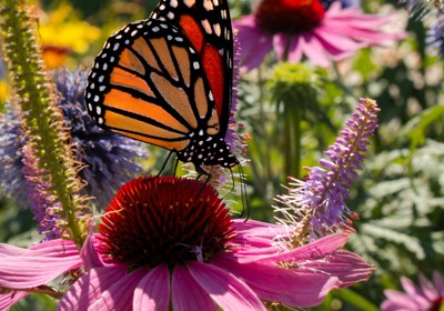 Create a pollinator garden  