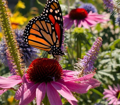 Create a pollinator garden  