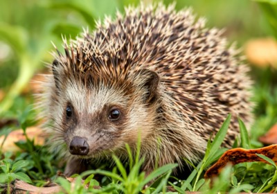 When hedgehogs roam