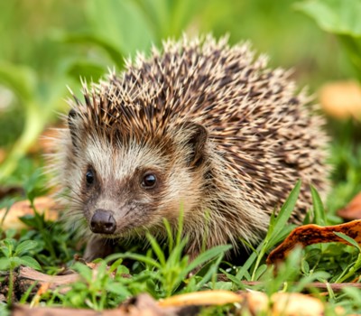 When hedgehogs roam
