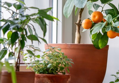 The benefits of indoor plants