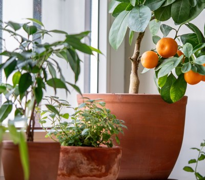 The benefits of indoor plants