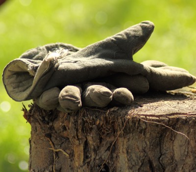 Dealing with tree stumps and unwanted saplings