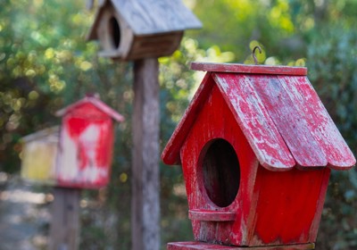 Attract birds to your garden 