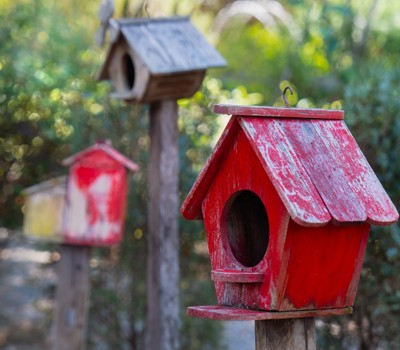 Attract birds to your garden 