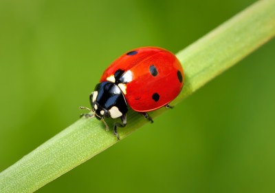 Understanding ladybirds as a natural predator 