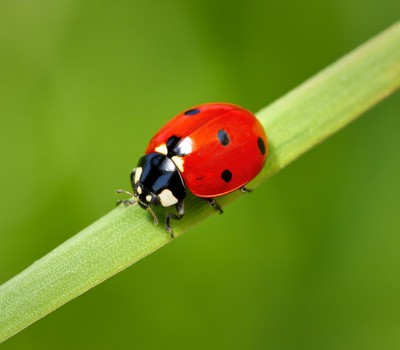 Understanding ladybirds as a natural predator 