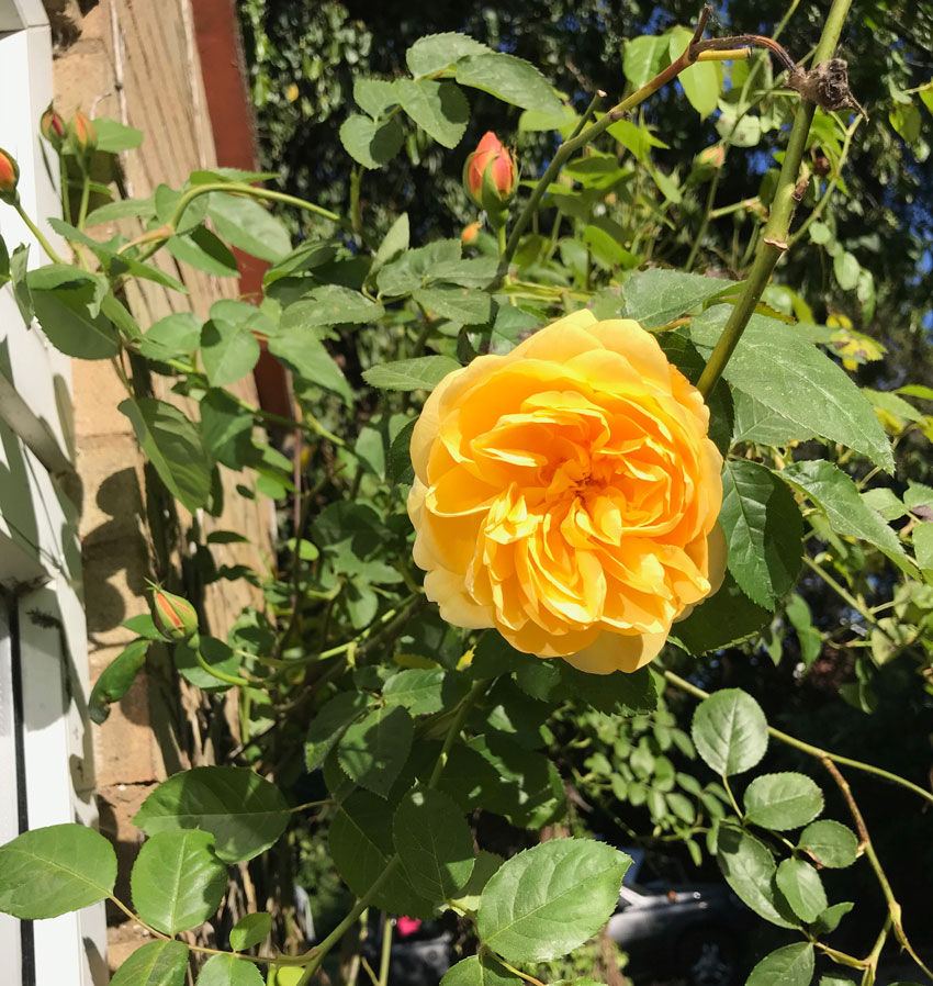 Blooming Roseweb