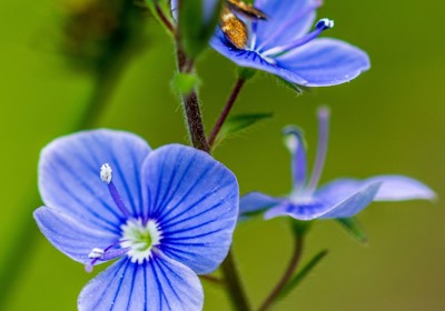 Start a wildlife garden with germander speedwell  