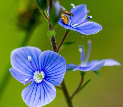 Start a wildlife garden with germander speedwell  