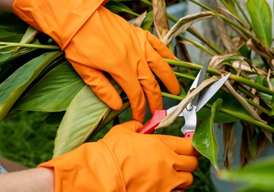 Deadheading plants