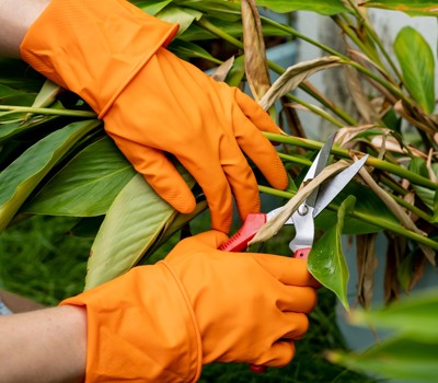 Deadheading plants