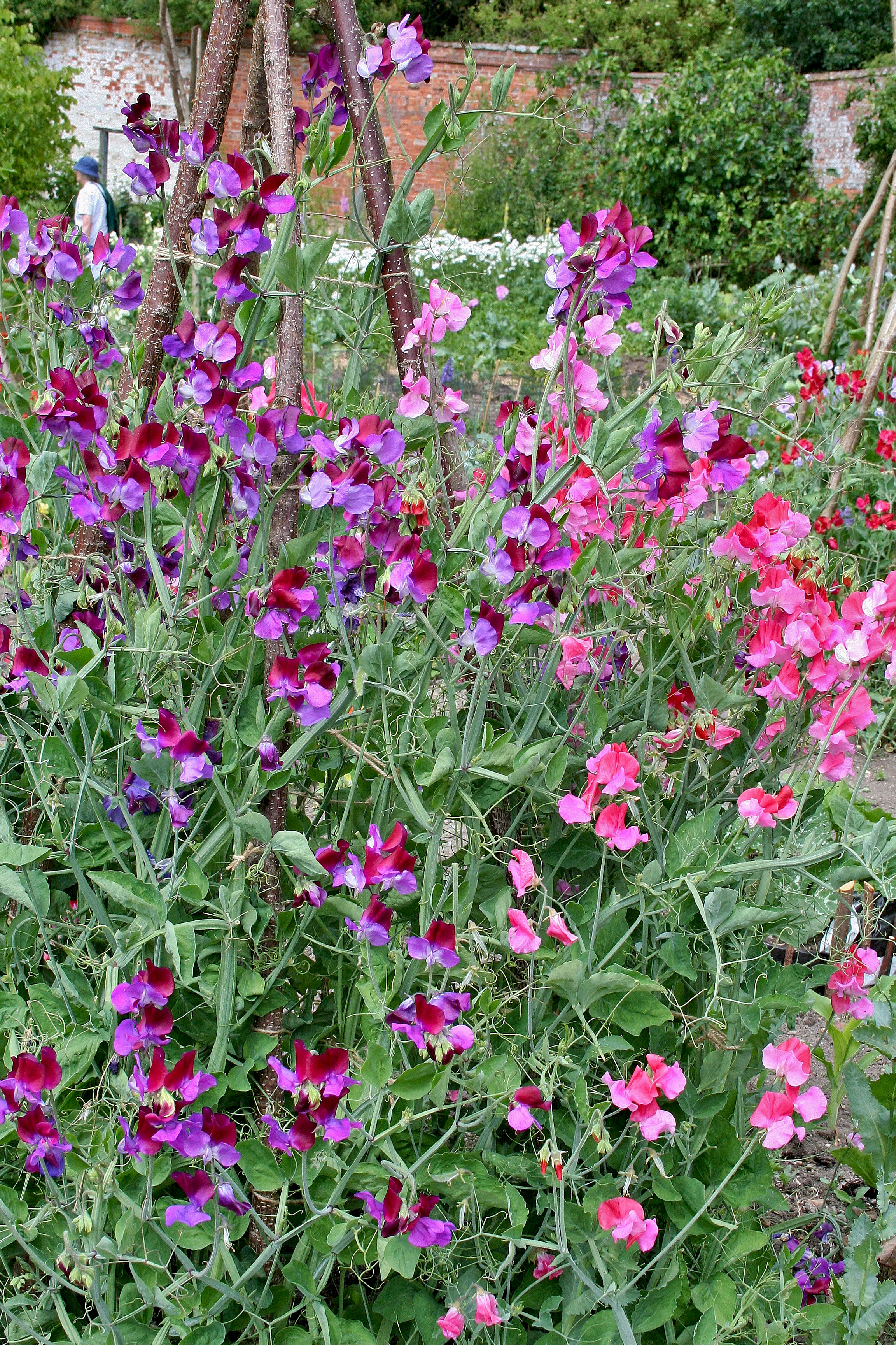 Sweet Peas 2