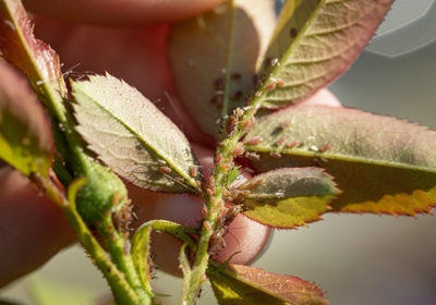 Identifying aphids on roses