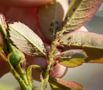 Identifying aphids on roses