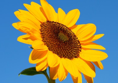Growing sunflowers 