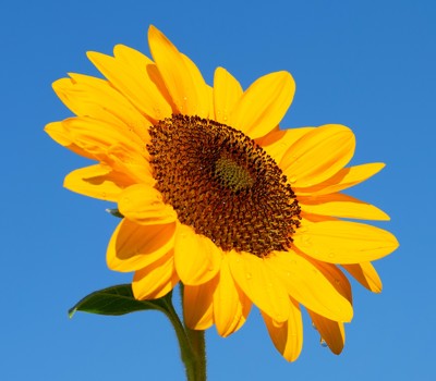 Growing sunflowers 