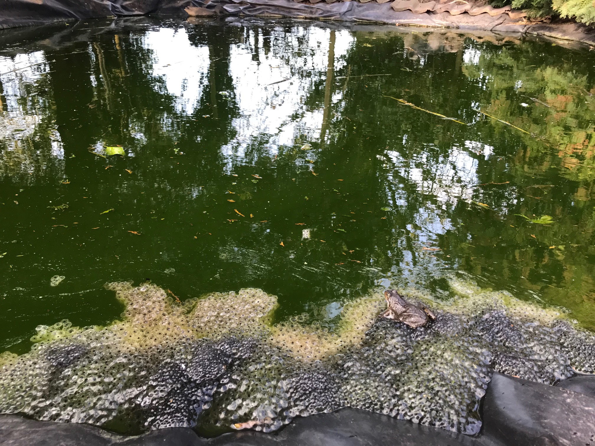 Frogs Spawn