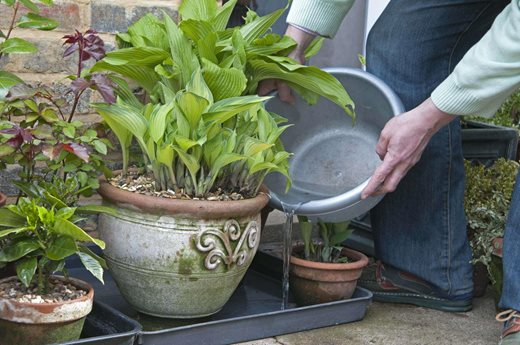 Using Grey Water On Plants Placed In A Tray To Collect Drainage Water PUB0021715