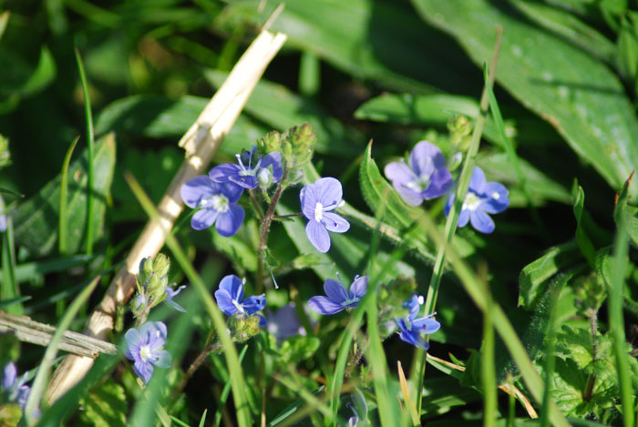 Germander Speedwell2 WEB