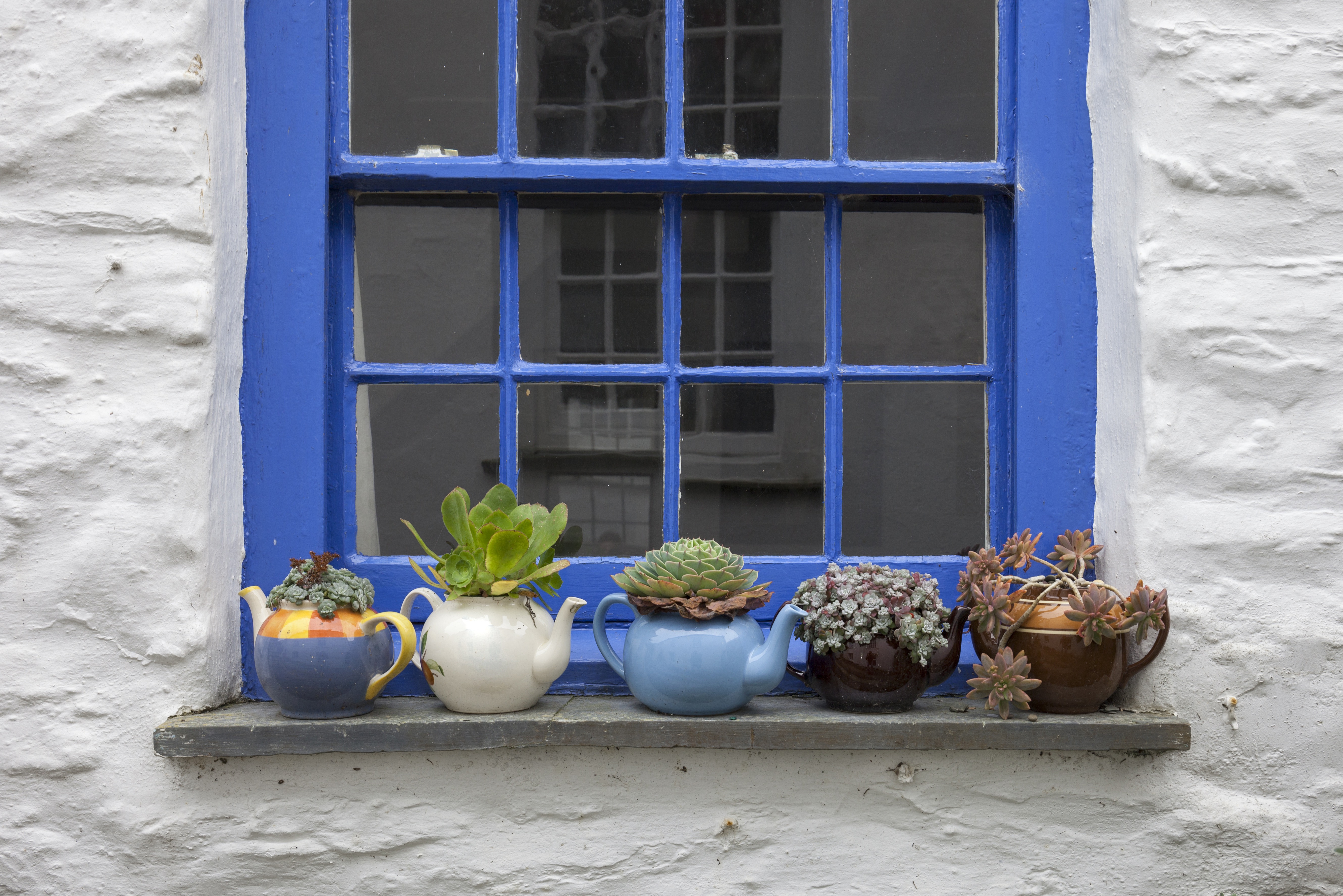 Plants In Teapots