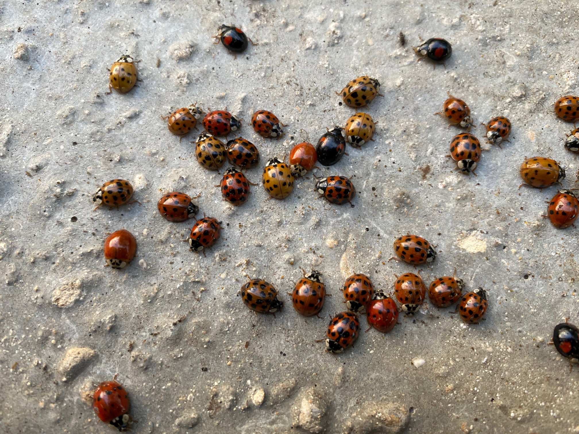 Ladybirds