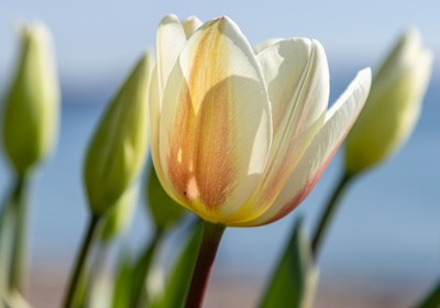 Take advantage of long-lasting perennials  