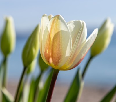 Take advantage of long-lasting perennials  