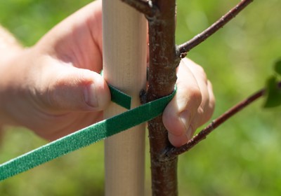 Planting and staking trees
