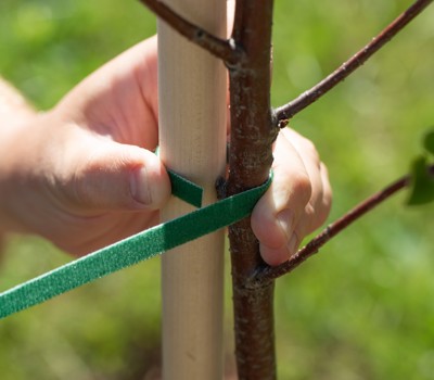 Planting and staking trees
