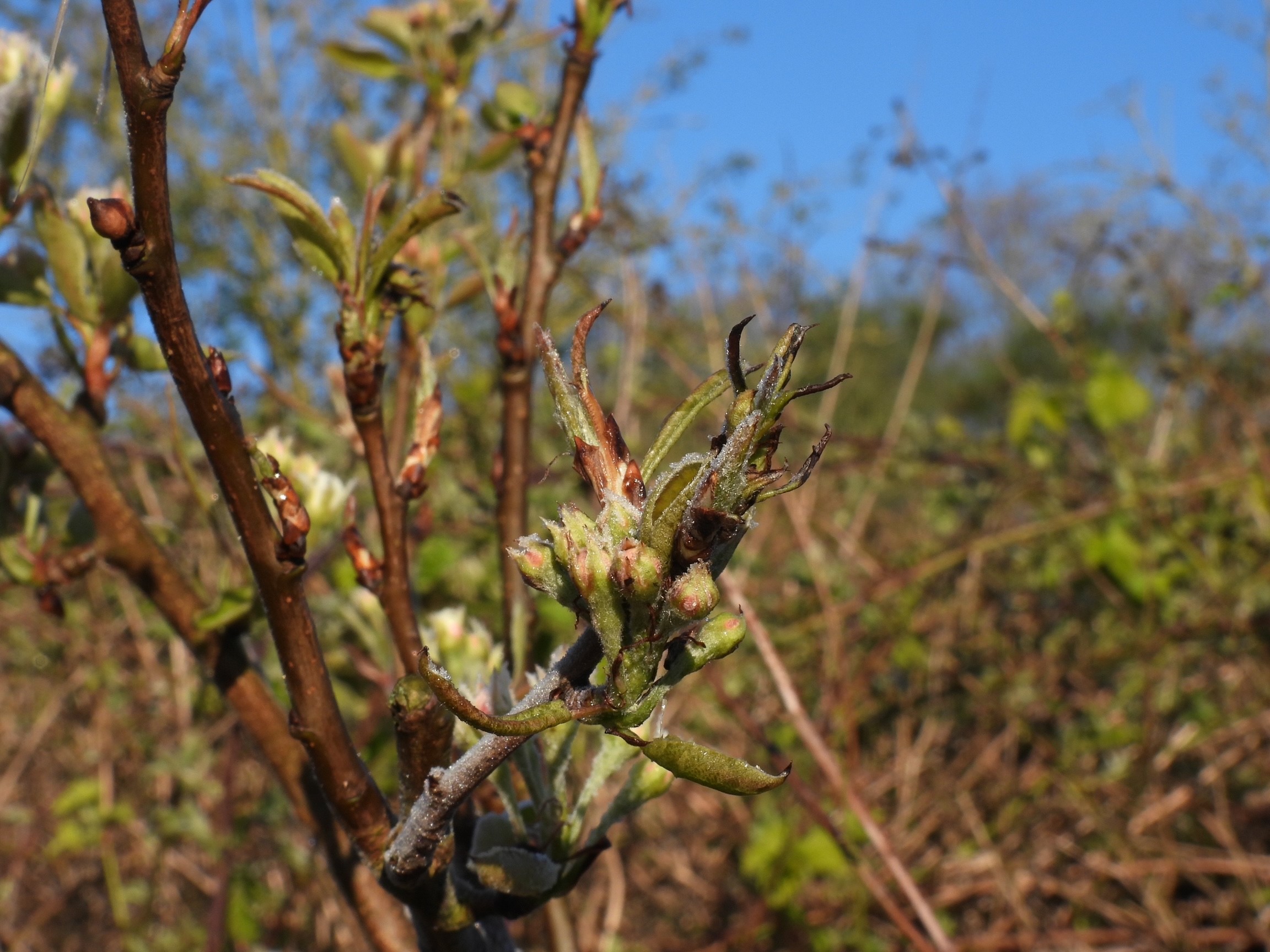 Appletree Frost1