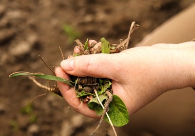 Tackling weeds