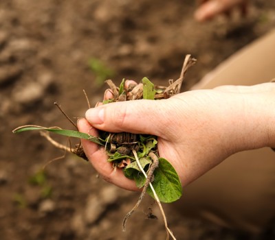 Tackling weeds