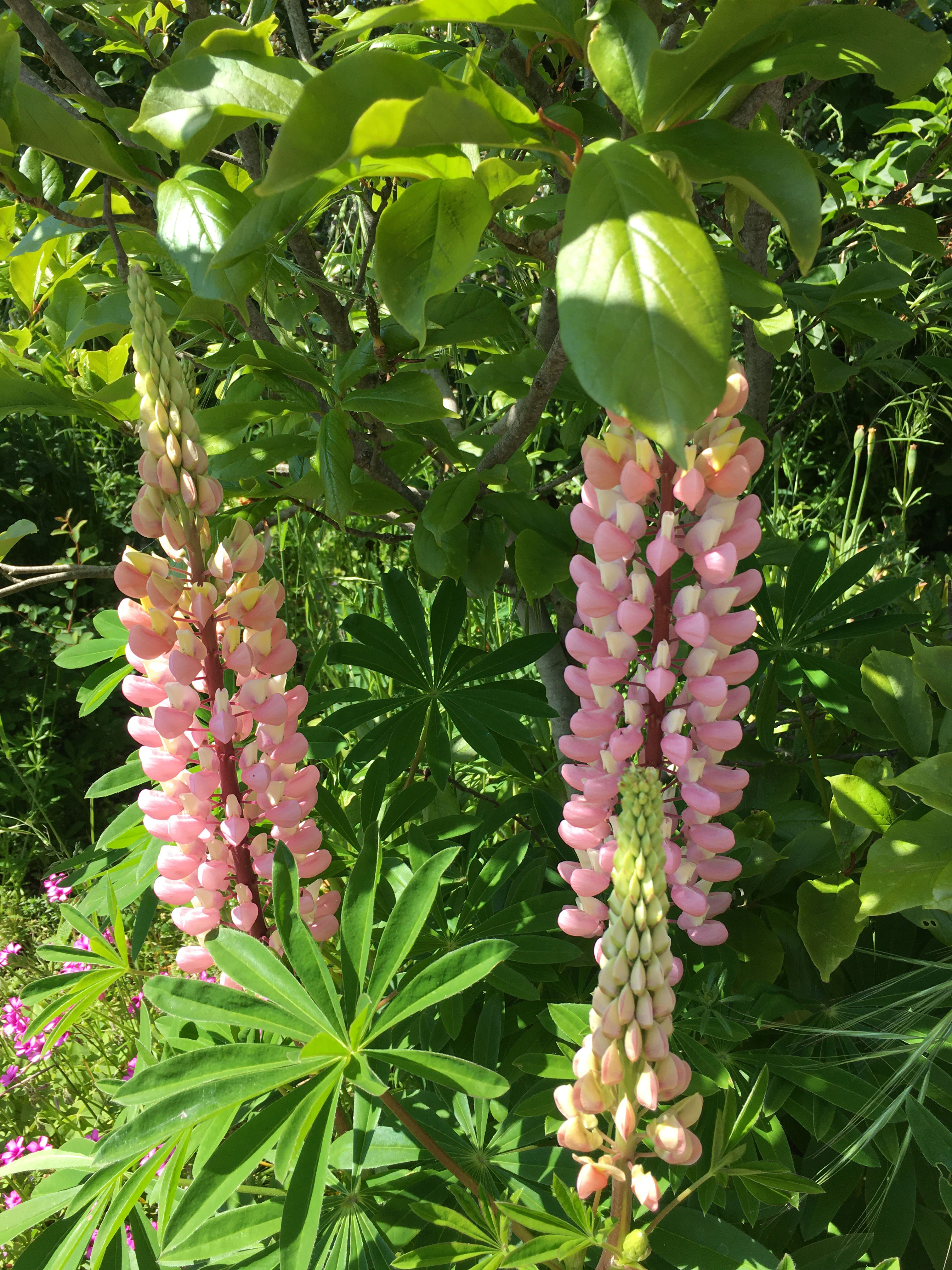 Lupins Web