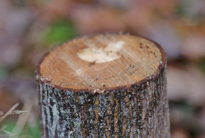 Tree Stump