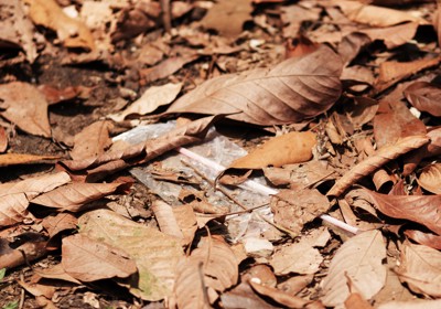 Understand bird nesting